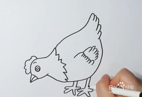 简笔画系列-母鸡简笔画