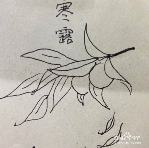 寒露节气简笔画