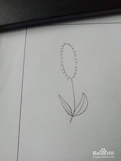 狗尾草的创意简笔画