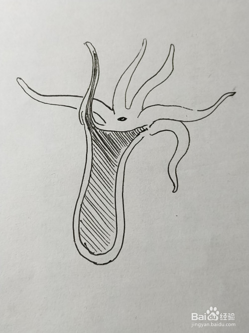 水螅结构图简笔画