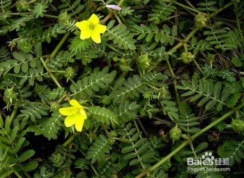 中药材白蒺藜在种植过程中怎么防治病虫害?