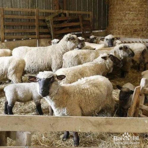 圈养羊的正确喂养方法