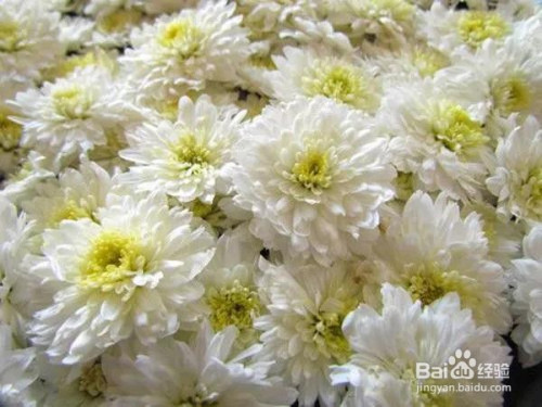 白菊,胎菊,贡菊有什么区别?