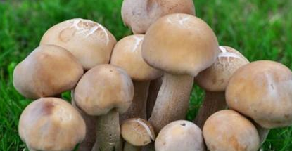 蘑菇的保存方法