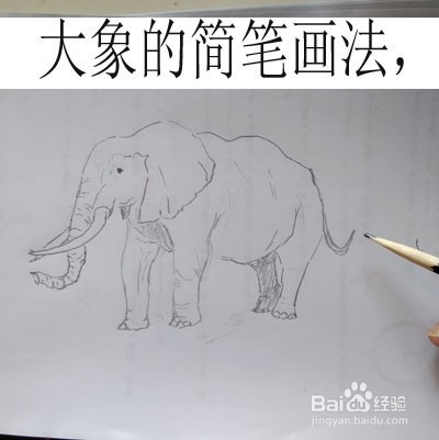 下面我们用简笔画的形式来画一只大象,具体步骤如下 工具/原料 铅笔