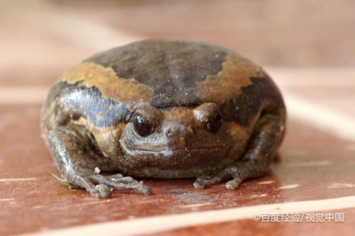 牛蛙也会因为食物丰富影响牛蛙叫声,当它们有足够食物吃时候,也会