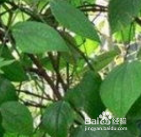 芦子怎么做好吃