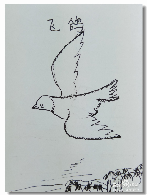 怎样画简笔画鸽子?