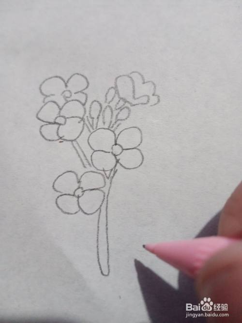 油菜花的样子怎么画