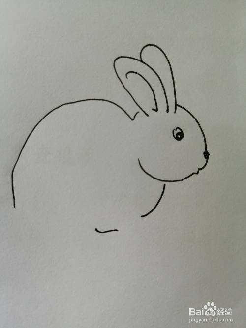 第四步,然后继续画出可爱的小兔子的椭圆形的身体,画法也比较简单.