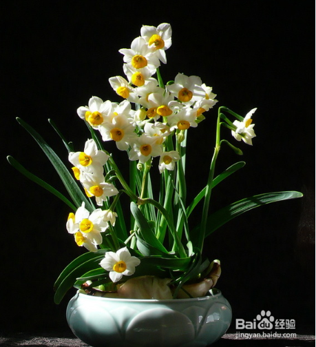 水仙花花期的推迟或者提前的方法