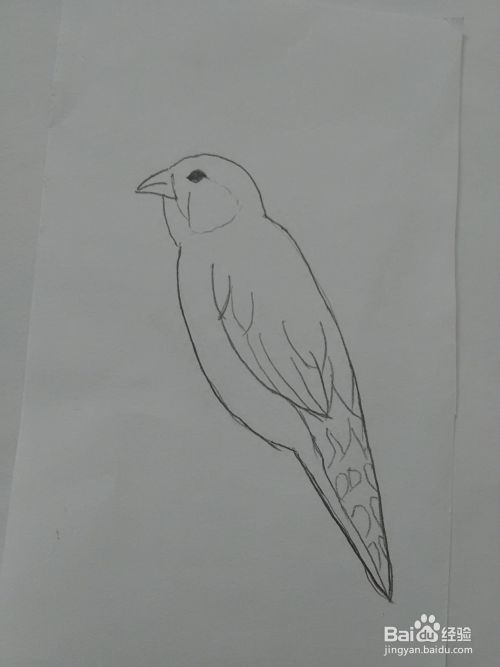 站在枝头的珍珠鸟怎么画