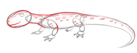 怎样画蜥蜴,铅笔画蜥蜴教程-彩笔画蜥蜴教程