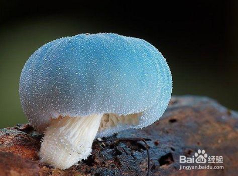 识别毒蘑菇的四种方法