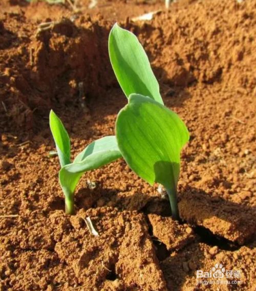玉米生长过程