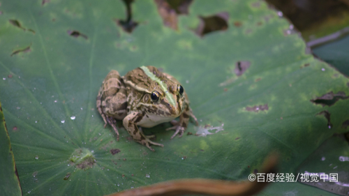 因青蛙是冷血动物,气温太低会被冻死,在冬天进行冬眠.