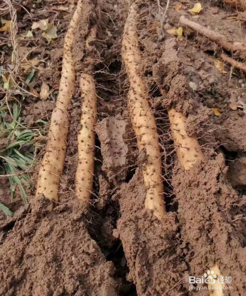 温县正宗的铁棍山药