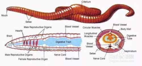 蚯蚓怎么松土