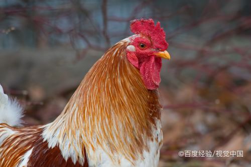 鸡的耳朵有什么作用?