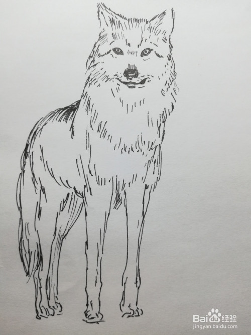 下面和大家分享画一只狼的绘画步骤