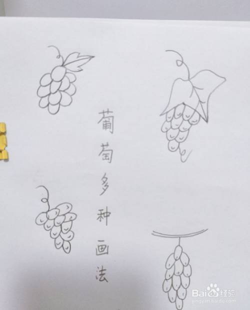 葡萄的简笔画