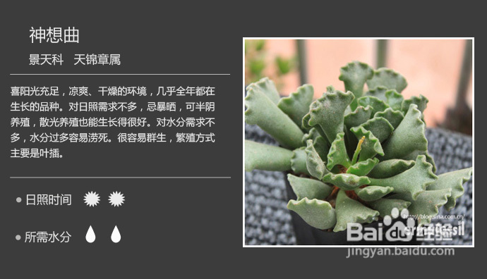 【100种常见多肉植物图鉴】   多肉植物常见问题解答