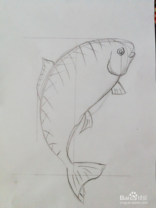 3,接着画出鱼的头部,嘴巴,眼睛,尾巴等区域线条.