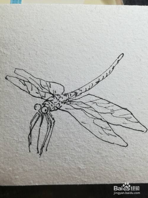 怎么画蜻蜓的钢笔速写