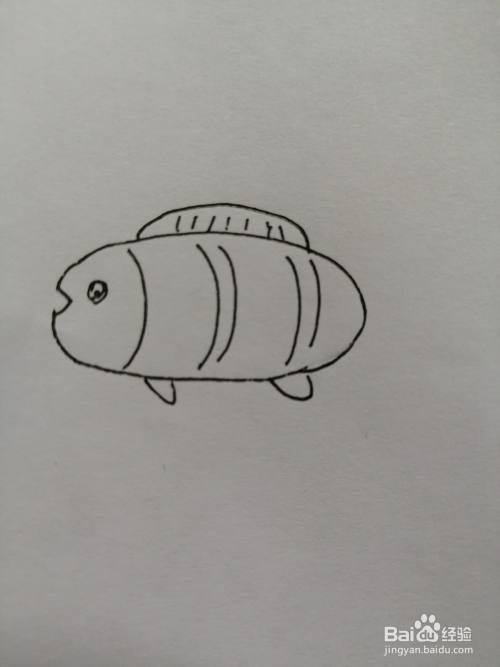 第五步,然后在小鱼的身体下面也画出鱼鳍,画法比较简单.