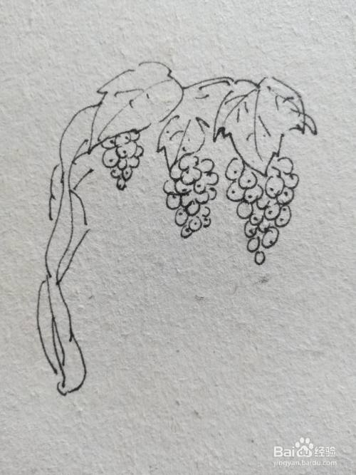 怎么画葡萄树简笔画