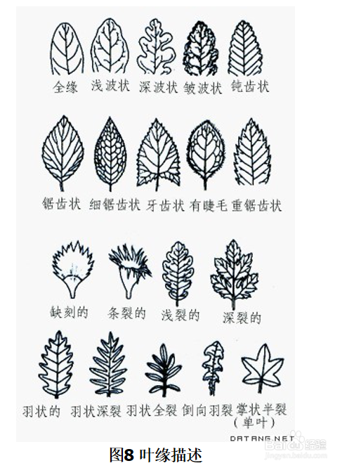 植物叶和叶序形态特征的描述方法