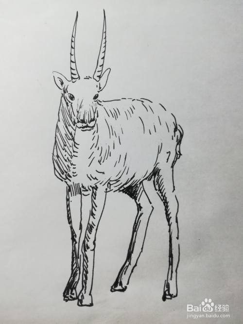 怎么画藏羚羊线描绘画步骤