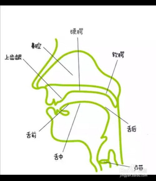 发前鼻音-n时,舌尖顶住上齿龈,不要松动