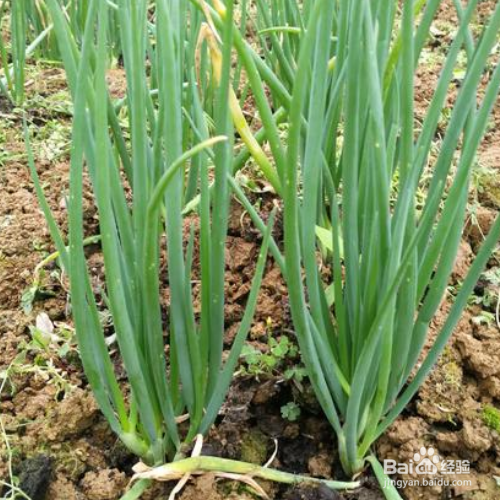 小葱种植时间和种植方法介绍