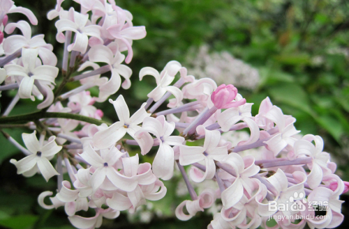 花谢后如不留种,可将残花连同花穗下部两个芽剪掉,以减少养分消耗