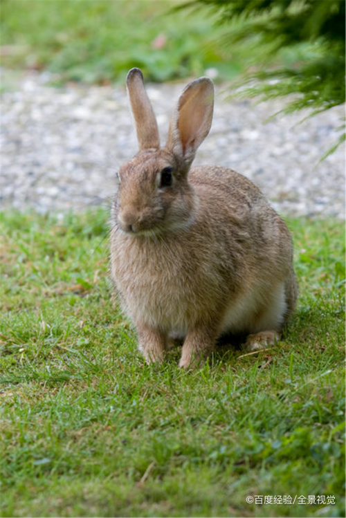 兔子是怎么繁殖的