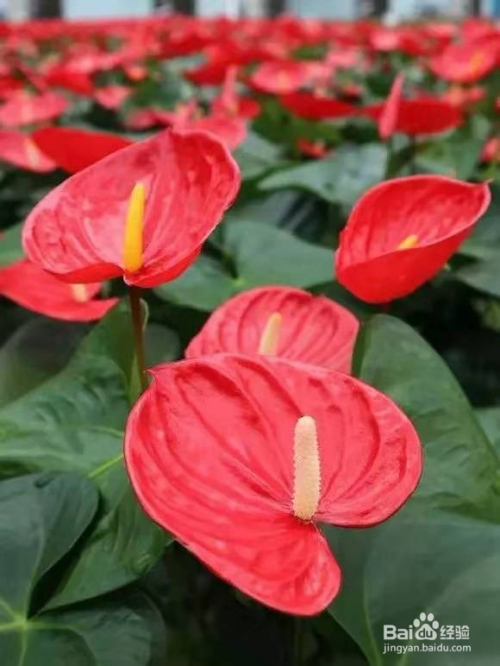 鼠年到好运来,家里养盆"吉祥花,欢喜过新年