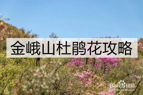 金峨山杜鹃花攻略