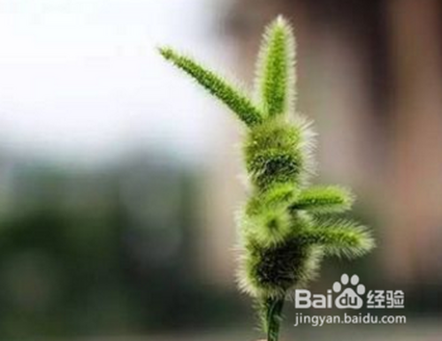 狗尾巴草干花染色教程?