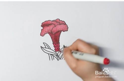 鸡冠花简笔画