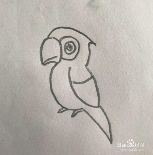 【简笔画】鹦鹉的分步画法