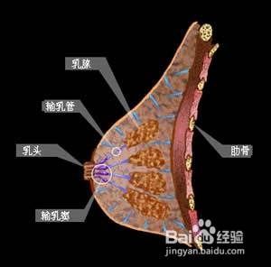 图解女生乳房发育全过程