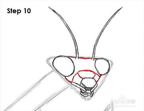 9 第8步:现在画出螳螂嘴部的主要部分.
