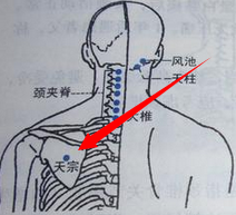 天宗穴位位置图和作用