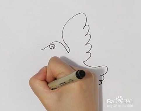简笔画系列-飞鸟的简单画法