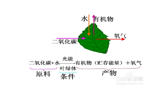 植物光合作用