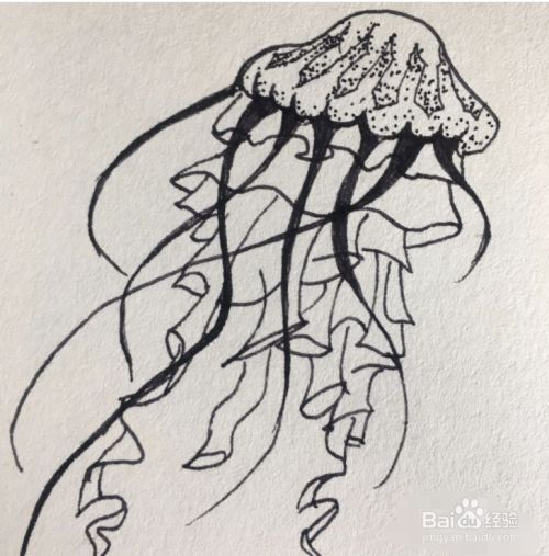 简笔画水母如何画更有创意?