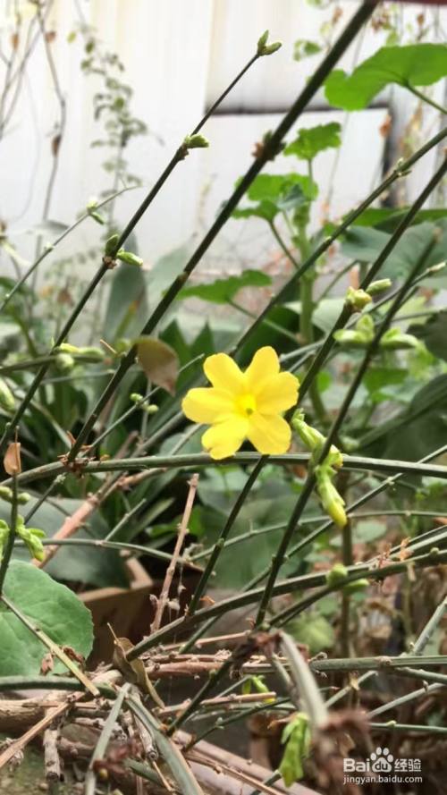 迎春花可以怎么描写