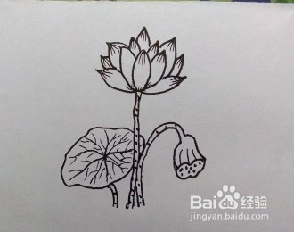 怎么画荷花的简笔画