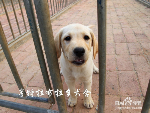 拉布拉多幼犬价格